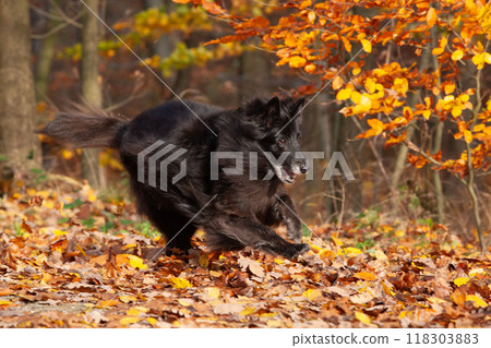 Amazing belgian shepherd groenendael running Amazing belgian shepherd groenendael running 118303883