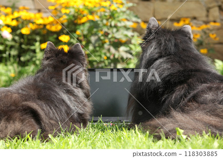 Belgian shepherd lying in front of the notebook Belgian shepherd lying in front of the notebook 118303885