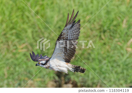 Osprey flying with wings spread 118304119