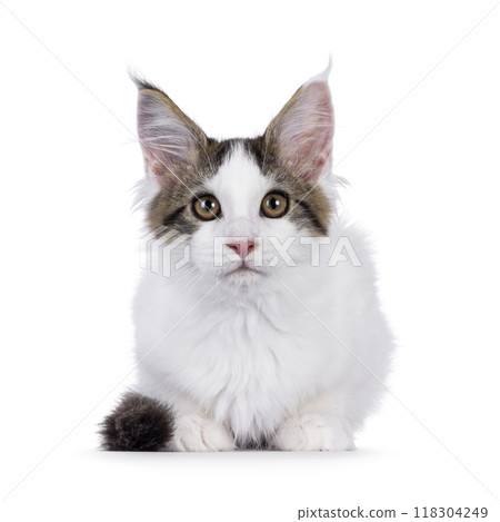 Van Maine Coon cat kitten on white 118304249