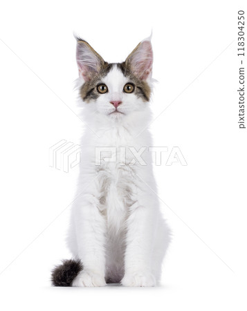 Van Maine Coon cat kitten on white 118304250