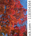 秋天風景秋葉 118304364