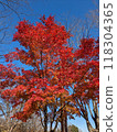 秋天風景秋葉 118304365