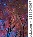 秋天風景秋葉 118304367