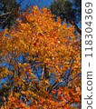 秋天風景秋葉 118304369