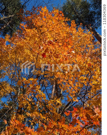 秋天風景秋葉 秋天風景秋葉 118304369