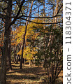 秋天風景秋葉 118304371