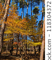 秋天風景秋葉 118304372