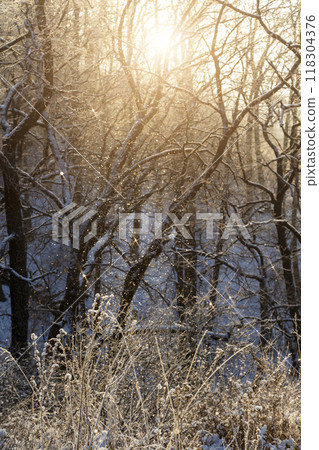 Morning fresh frost Morning fresh frost 118304376