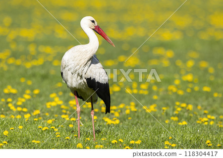 White stork (ciconia ciconia), National park Polana, Slovakia White stork (ciconia ciconia), National park Polana, Slovakia 118304417