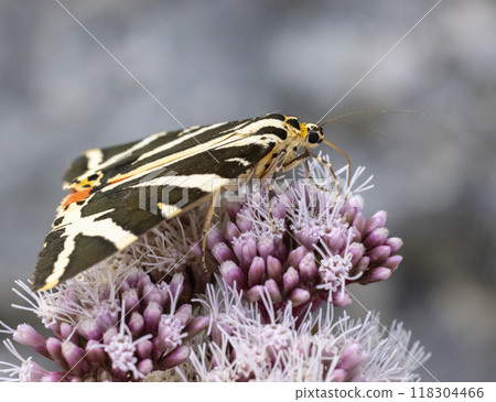 Euplagia quadripunctaria in French highlands, Auvergne, Cantal, France 118304466