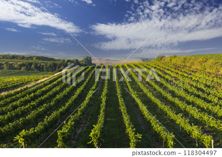 Vineyards with flovers near Cejkovice, Southern Moravia, Czech Republic Vineyards with flovers near Cejkovice, Southern Moravia, Czech Republic 118304497