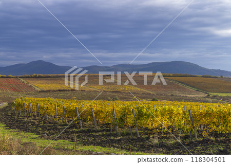 Autumn vineyard near Eger, Matra a Bukk mountains, Heves, Hungary Autumn vineyard near Eger, Matra a Bukk mountains, Heves, Hungary 118304501