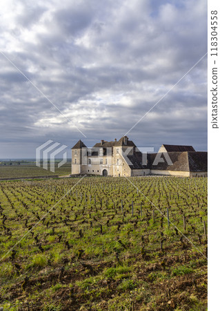 Typical vineyards near Clos de Vougeot, Cote de Nuits, Burgundy, France 118304558