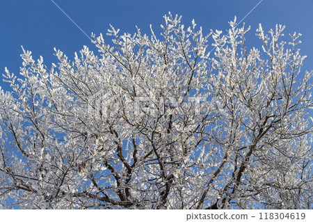 Morning fresh frost Morning fresh frost 118304619