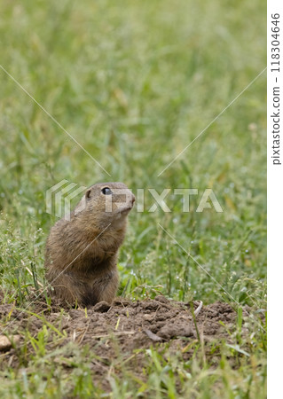 Ground squirrel colony (Syslovisko Biele vody), National park Muranska Planina, Slovakia 118304646