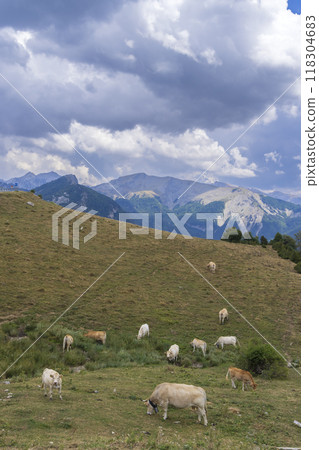 Sheep in typical  landscape near Portillo de Eraize and Col de la Pierre St Martin, Spanish French border in the Pyrenees, Spain 118304683