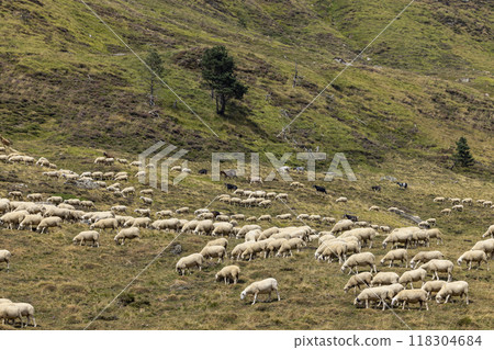 Sheep in typical  landscape near Portillo de Eraize and Col de la Pierre St Martin, Spanish French border in the Pyrenees, Spain 118304684