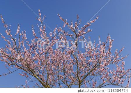 pink twigs blooming in spring pink twigs blooming in spring 118304724