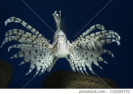 Minokasago Casago fish魚 Minokasago Casago fish魚 118304732