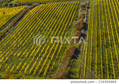 Vineyards under Palava, Southern Moravia, Czech Republic Vineyards under Palava, Southern Moravia, Czech Republic 118304869
