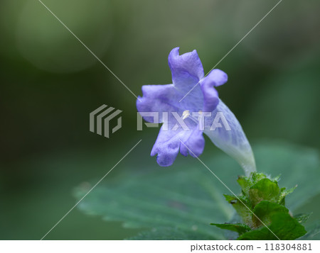 藍紫色鈴木花 118304881