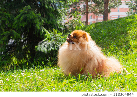 young spitz dog on green grass in the sun. One year old spitz puppy in profile. Grooming, dog walking young spitz dog on green grass in the sun. One year old spitz puppy in profile. Grooming, dog walking 118304944