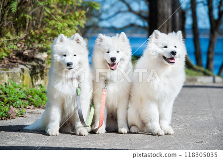 Funny three Young White Samoyed Dog in park, happiness and friendship Funny three Young White Samoyed Dog in park, happiness and friendship 118305035