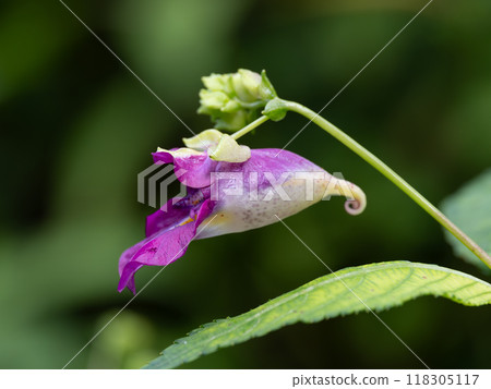 一种红紫色開花植物,在初秋開花 一种红紫色開花植物,在初秋開花 118305117