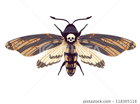 Vector flying butterfly. Hawk moth Dead head . Symbol of mysticism, occultism, magic. Colored moth on a white background. 118305118