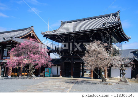 Red and white plum blossoms bloom at the temple gate of Koshoji Temple 118305143