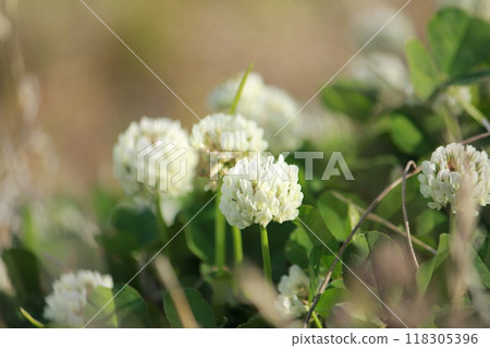 White clover and trefoil White clover and trefoil 118305396