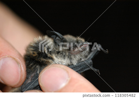 Chiropterologist holding and studying a bat Chiropterologist holding and studying a bat 118305482