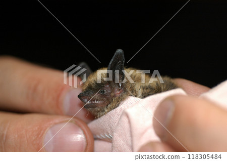 Chiropterologist holding and studying a bat Chiropterologist holding and studying a bat 118305484