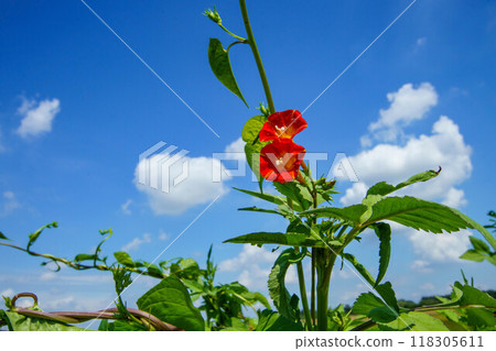 A marubarukou (a type of citron) shining in the summer sky 118305611