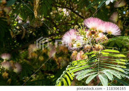 green twig with flowers of Persian silk tree green twig with flowers of Persian silk tree 118306165