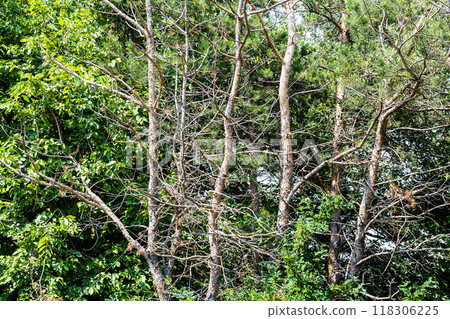 dried pines near Sevanavank , Armenia in summer dried pines near Sevanavank , Armenia in summer 118306225