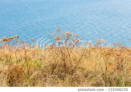 sunburnt grass and water of lake on background sunburnt grass and water of lake on background 118306226
