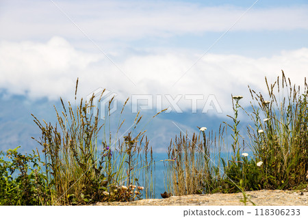 wild green grass closeup on top of Sevan Peninsula wild green grass closeup on top of Sevan Peninsula 118306233