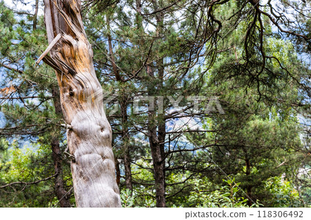 bare tree trunk in Drunken Forest in Dilijan bare tree trunk in Drunken Forest in Dilijan 118306492