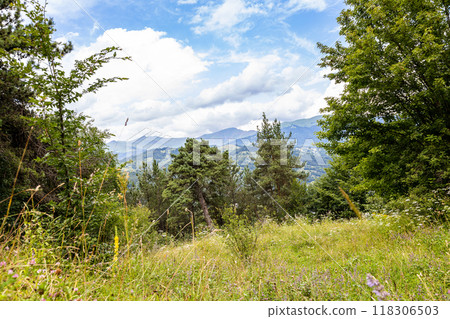 glade in mountain forest in Dilijan National Park 118306503