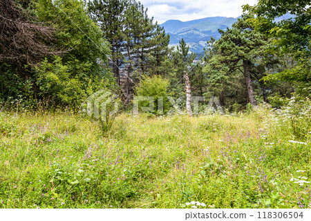 path in grass in mountain forest in Dilijan path in grass in mountain forest in Dilijan 118306504