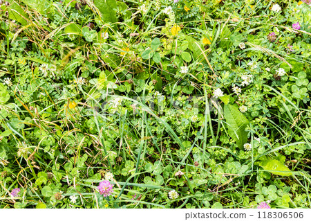 top view of surface of green meadow in forest top view of surface of green meadow in forest 118306506