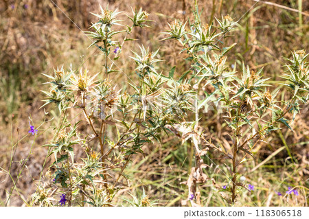 thistle plant close up at Erebuni hill in Yerevan thistle plant close up at Erebuni hill in Yerevan 118306518