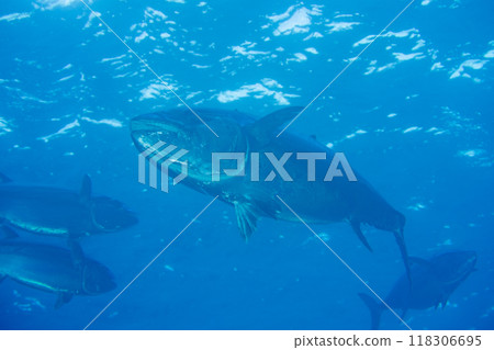 Dogtooth tuna, Ogasawara, Keita Yomejima, Tuna Cave Dogtooth tuna, Ogasawara, Keita Yomejima, Tuna Cave 118306695