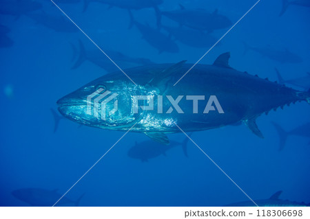 狗齒鮪魚 小笠原慶太 米島鮪魚洞 118306698