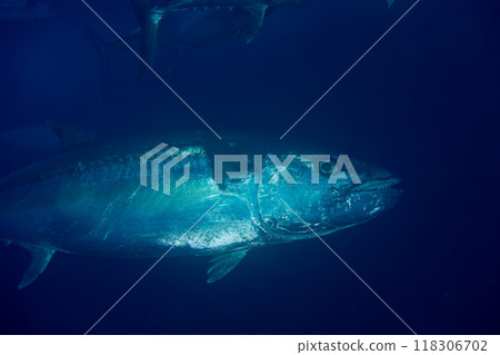 狗齒鮪魚 小笠原慶太 米島鮪魚洞 118306702