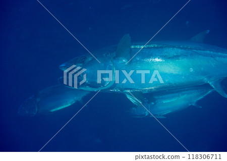 Dogtooth tuna with a lure in its mouth. Ogasawara, Keita Yomejima, Maguroana Dogtooth tuna with a lure in its mouth. Ogasawara, Keita Yomejima, Maguroana 118306711