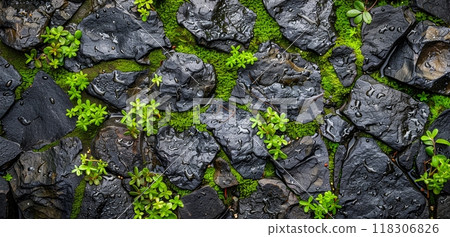 Close-up of a weathered stone wall with patches of vibrant green moss and small plants growing between the cracks, glistening with raindrops. 118306826