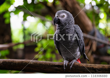 Thoughtful African Grey Parrot Gazing into the Distance Thoughtful African Grey Parrot Gazing into the Distance 118306880